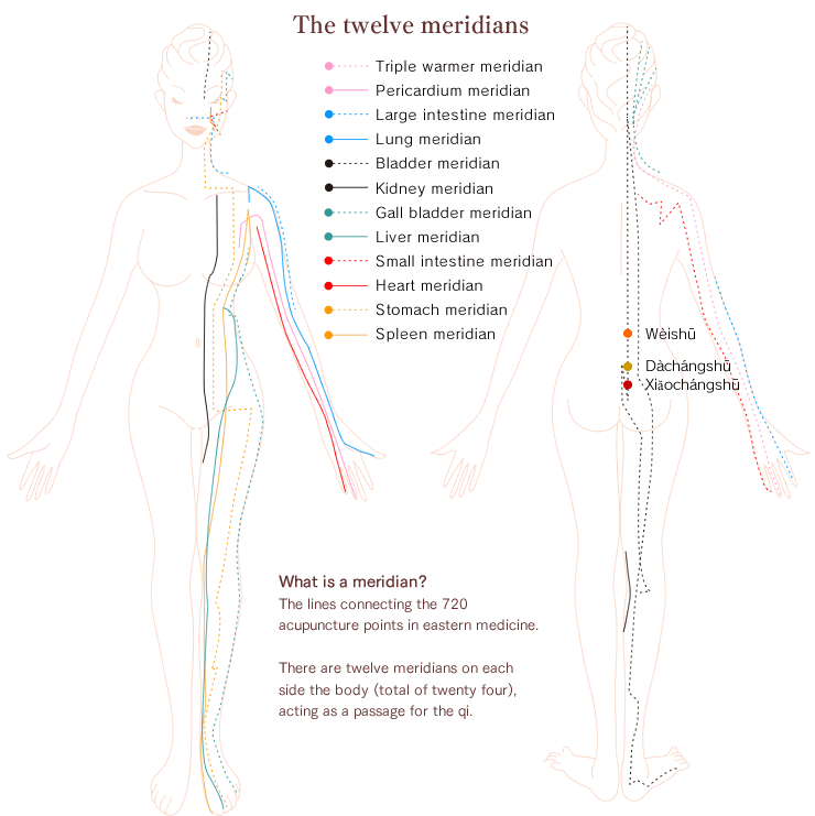 12本の経絡図