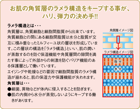 株式会社 リード モンテセラピー 製品のご案内＜モンテ リフトローラー＞